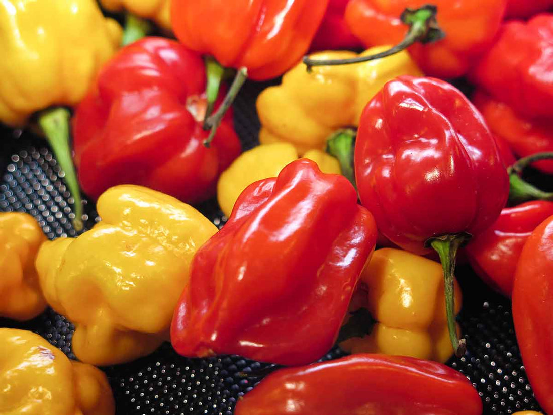 4 ways the Scotch Bonnet Pepper can benefit your health