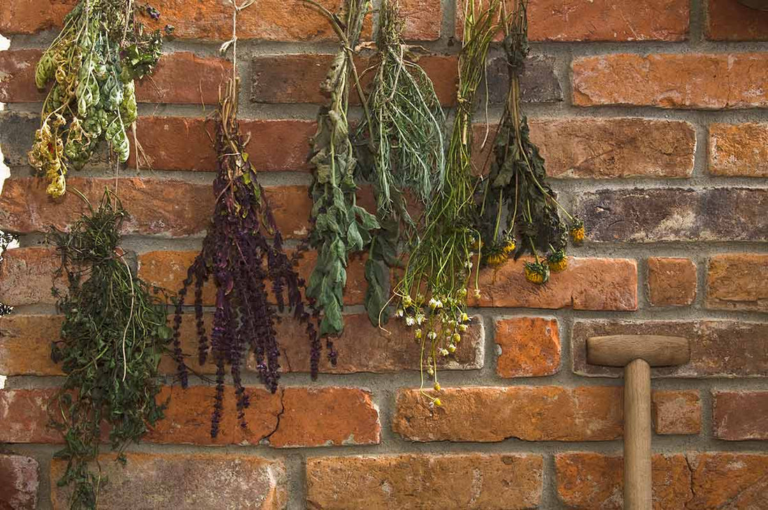 And the 2016 Herb of the Year Is… Peppers?