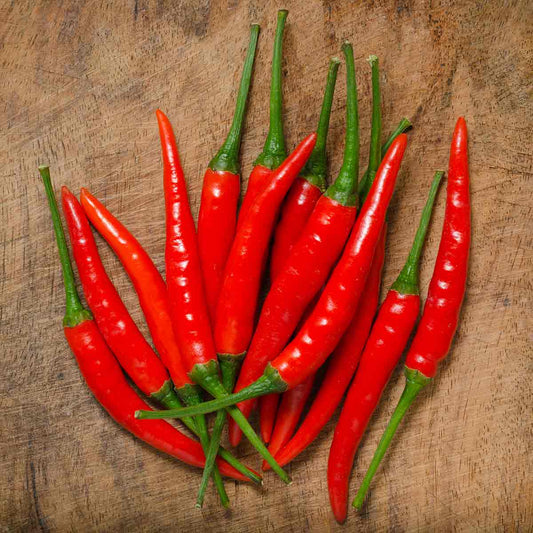 Chili Harvest Time