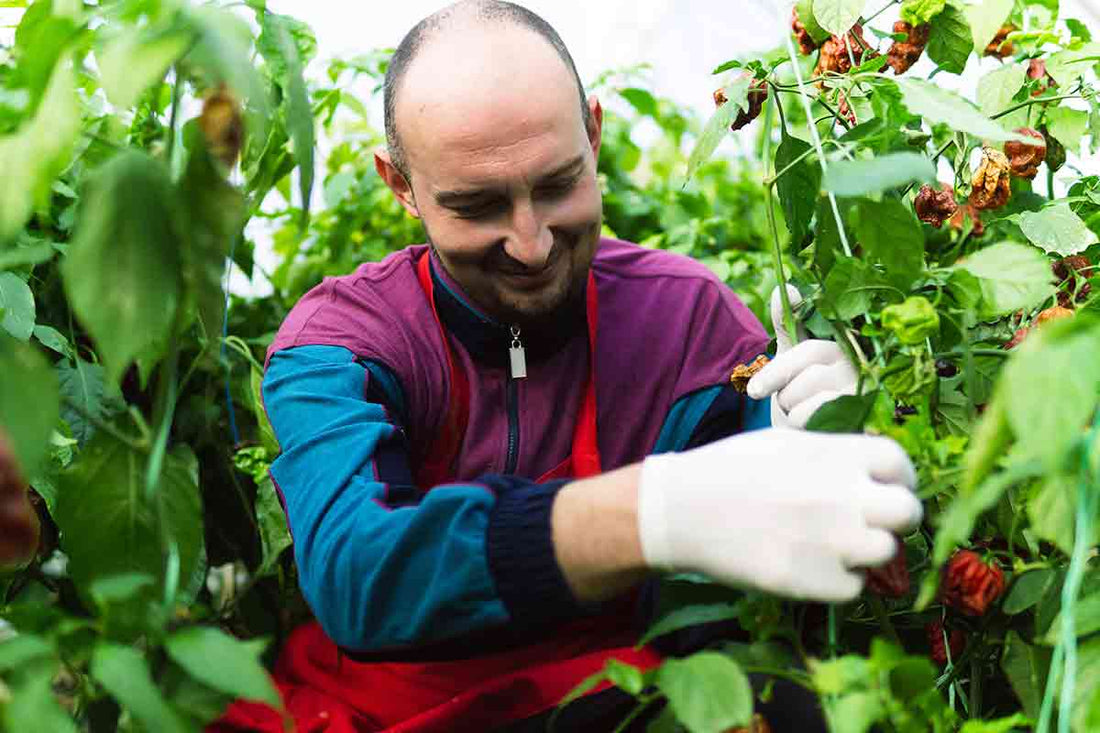 Chili Pepper Growing Tips and Tricks