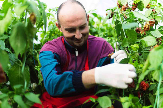 Chili Pepper Growing Tips and Tricks
