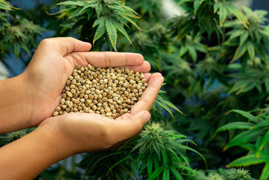 Diving Deeper: Marijuana, Chili Peppers, and the Comprehensive TRPV Receptor Interplay
