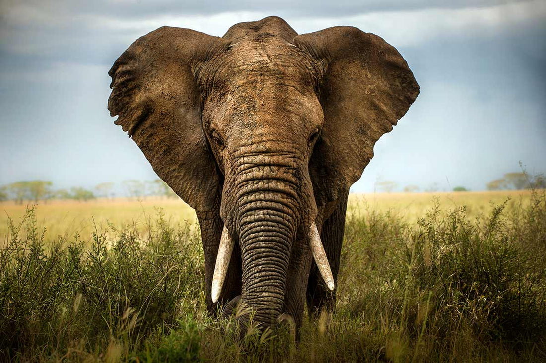 How Do You Stop an Elephant?