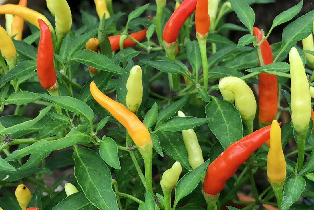 How To Preserve Your Chilies