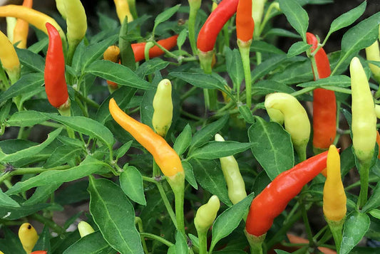 How To Preserve Your Chilies