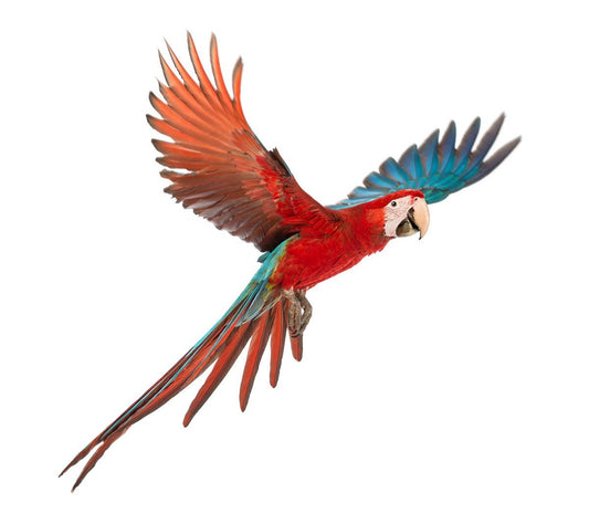 Parrots & Peppers? No Sweat!