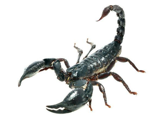 Surviving the Sting of a Scorpion