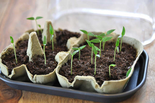 The easiest way to grow peppers from seed