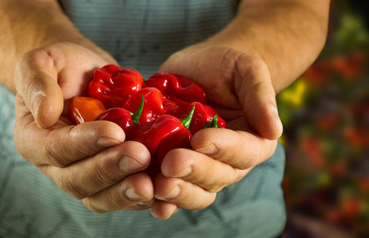 The Health Benefits of Chilies and Hot Sauces: Exploring the Scoville Scale