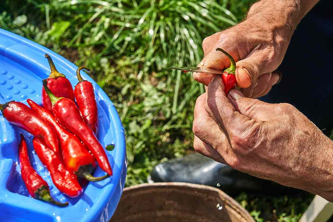Want to live longer? Eat more chili peppers!