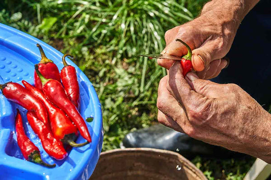 Want to live longer? Eat more chili peppers!