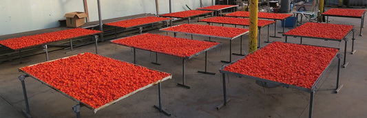 What to do with your hella huge chili pepper harvest