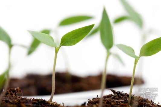 When Should You Really Plant Those Chili Pepper Seeds?