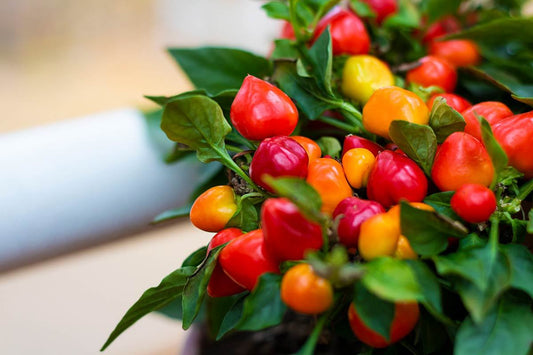 Yes! The Easter Pepper is a Real Thing and It’s Amazing!